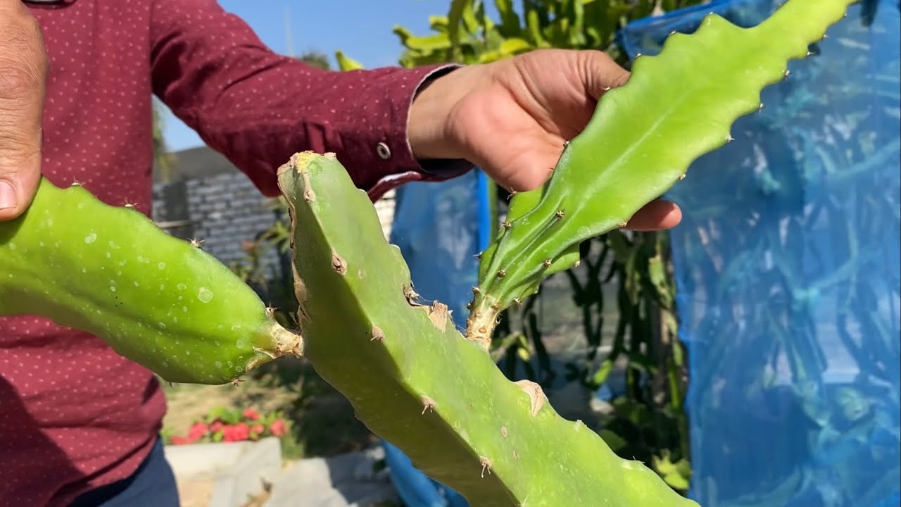 الحلقة ٢٢٨ أسباب تحول البرعم الزهرى إلى غصن فى الدراجون فروت DF flower bud reversion