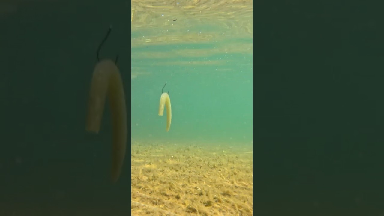 СПОСОБ ПРИМЕНЕНИЯ: Wacky Rig SENKO ловит РЫБУ! #bassfishingismylife #большеротыйбас #рыбалка
