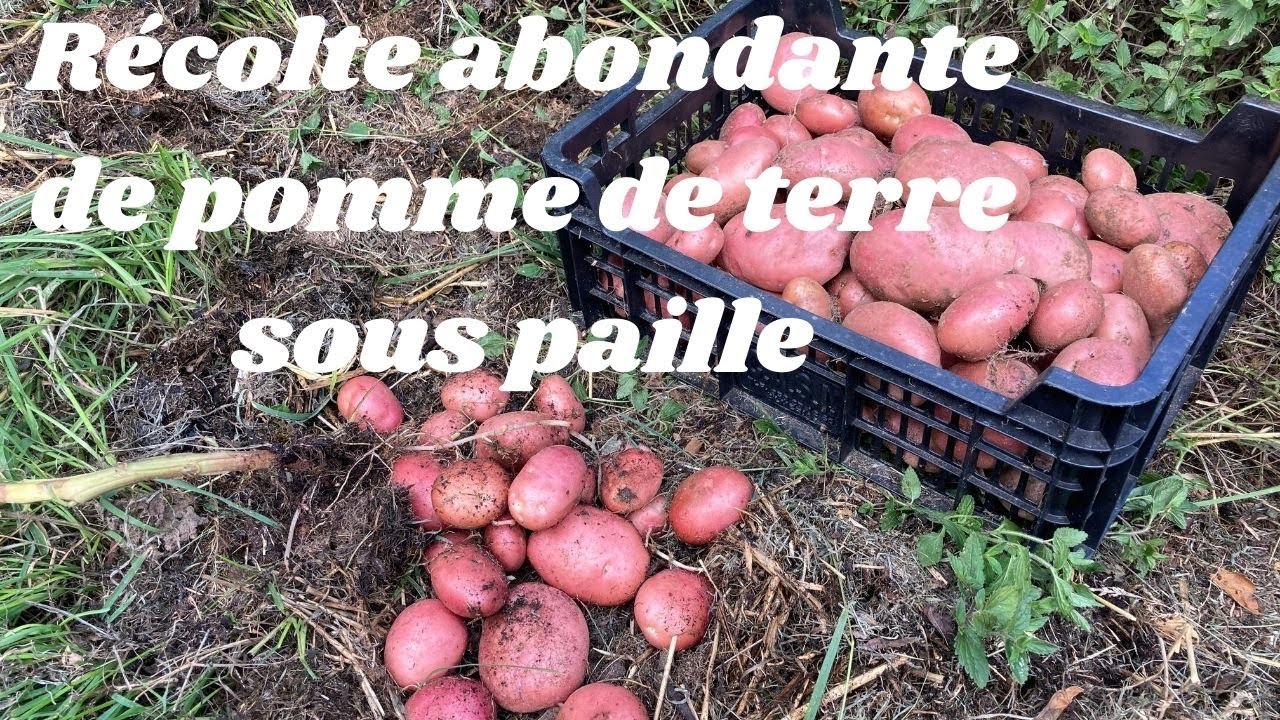 Récolte abondante de pomme de terre sous paille