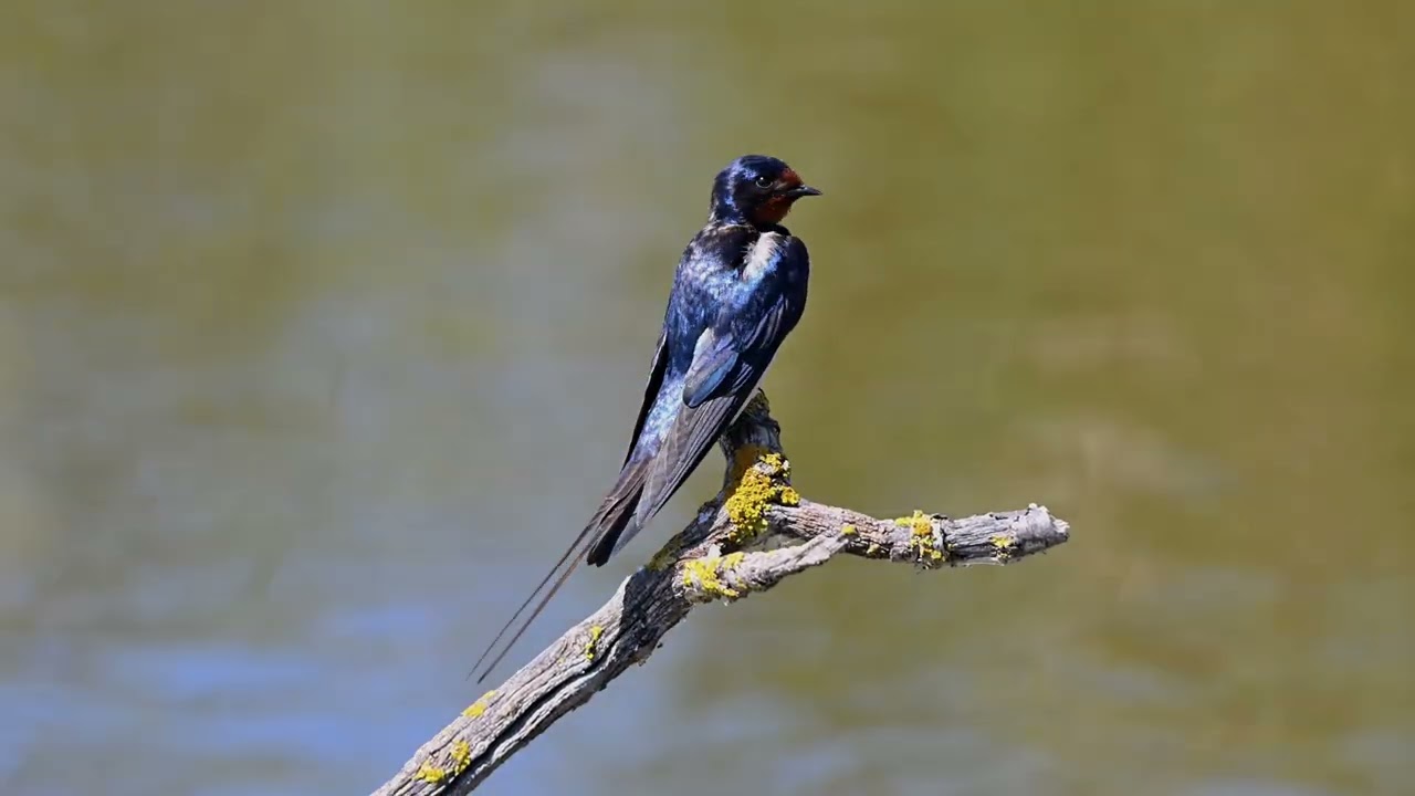 Golondrina común
