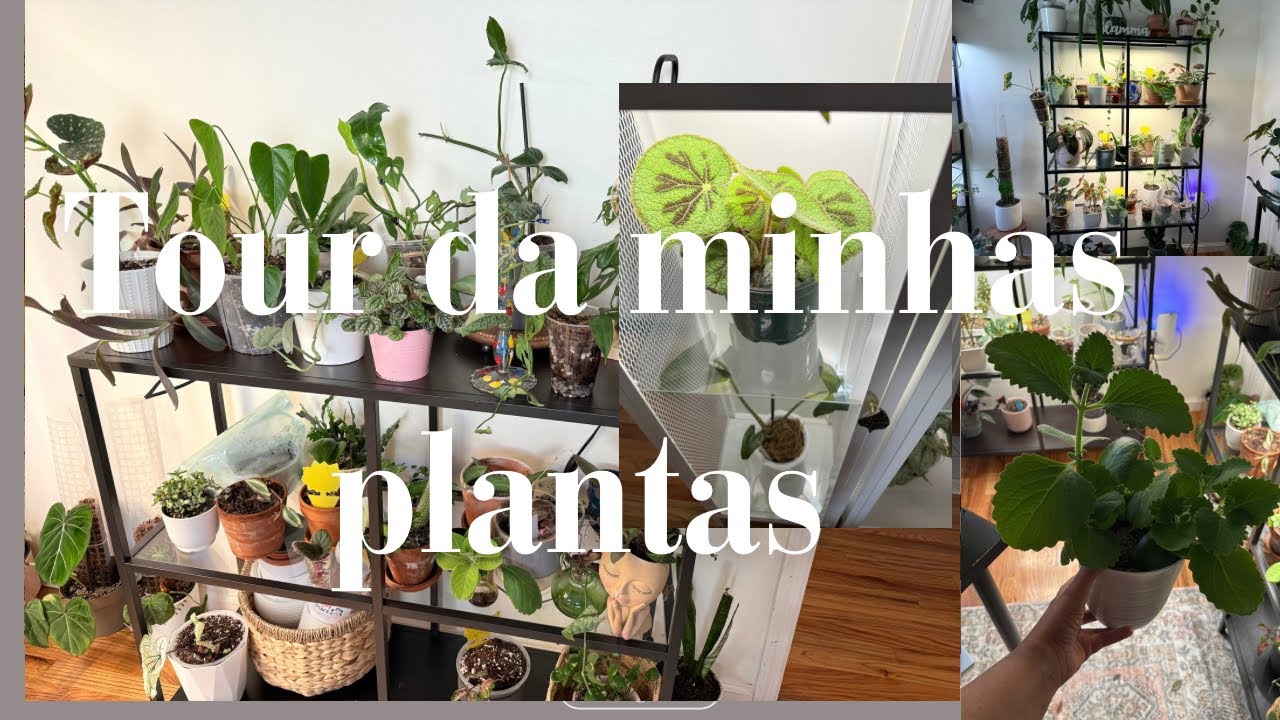 Tour número 2 das minhas plantas.