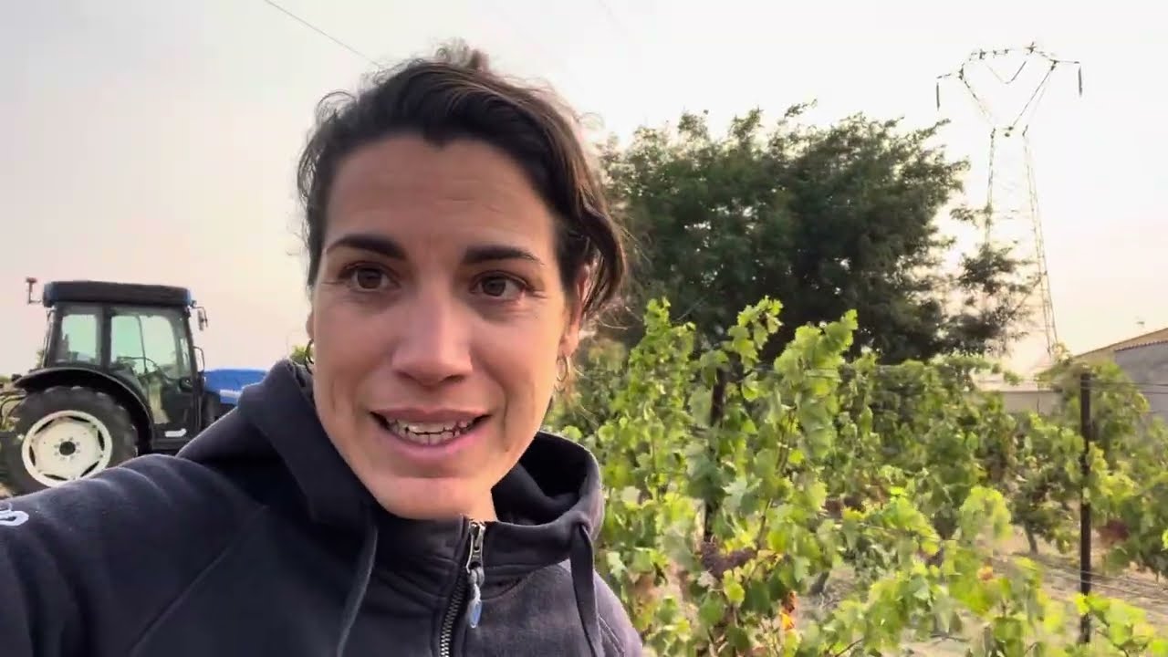 On vendange des Vermentino