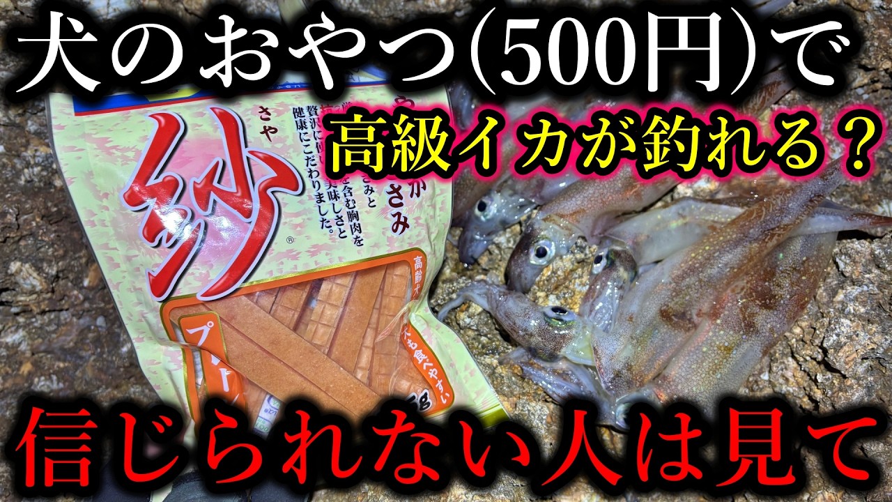 犬のおやつ(500円)一切れで高級なイカが釣れまくる壊れた海をご覧ください