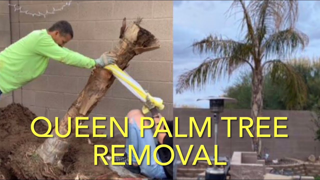 PALM TREE REMOVAL BY HAND NO BIG EQUIPMENT HOW WE REMOVED A 15FT TREE W/ROOT BALL LESS THAN 2 HOURS