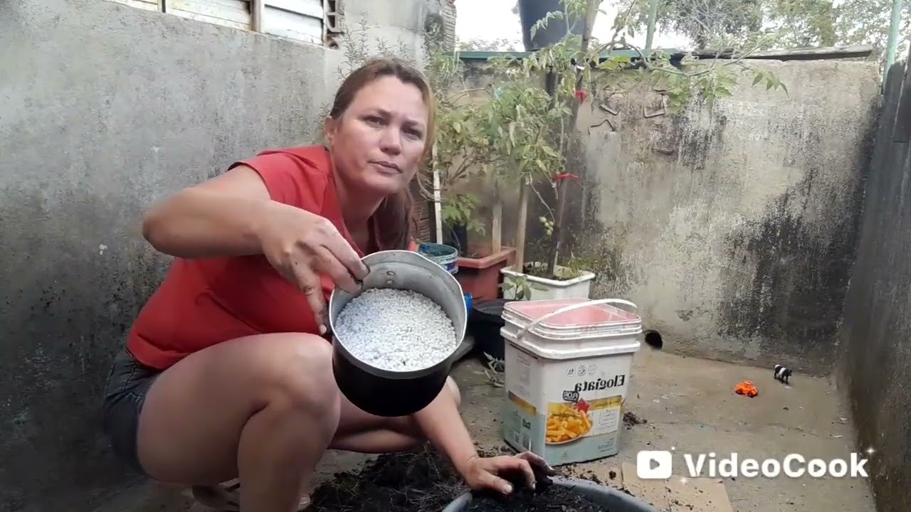 #replantando a cebolinha  que já está velha 😁🌰