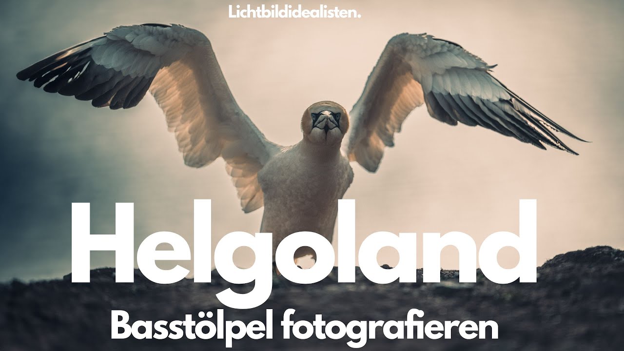 Helgoland  - deät Lun (Teil2) - Basstölpel fotografieren