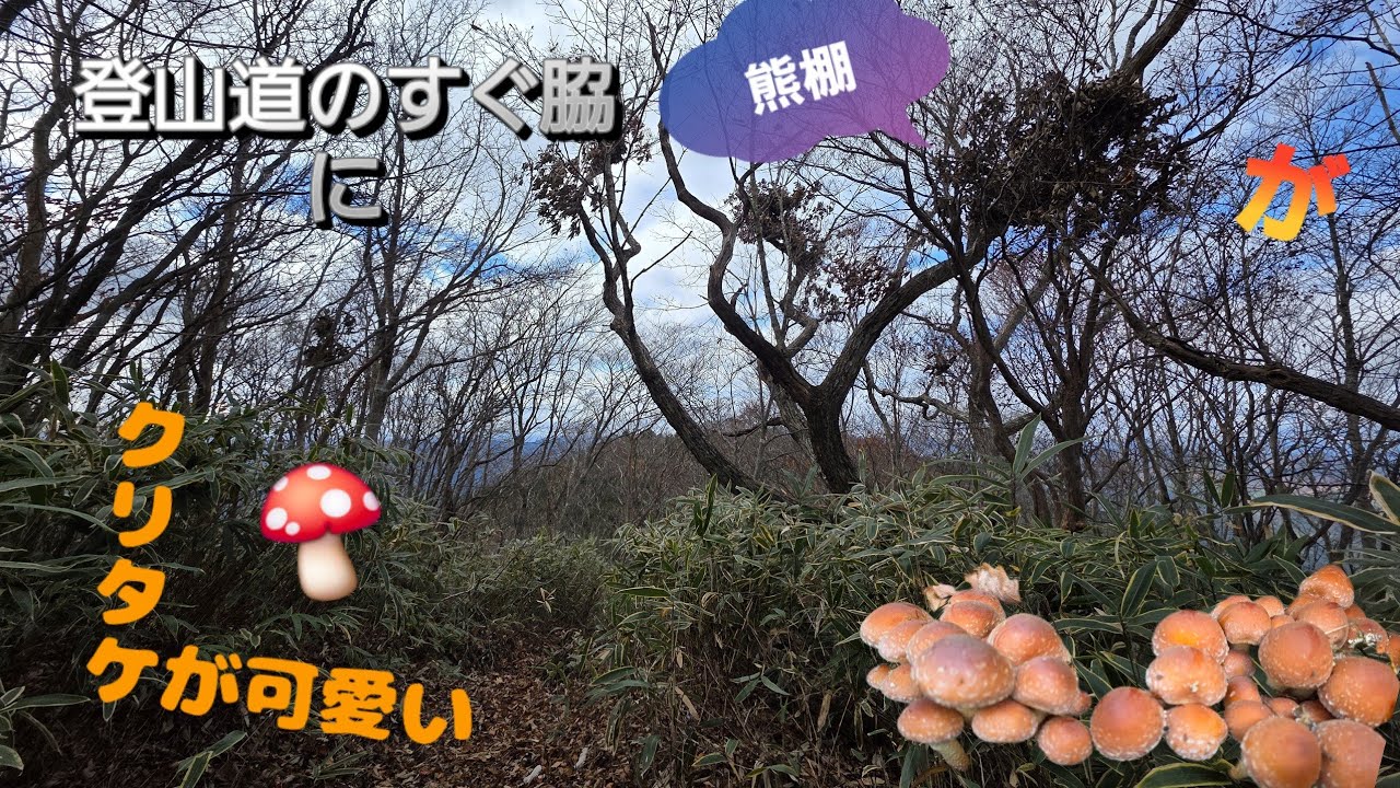岐阜県美濃の里山で見つけた“熊棚”の痕跡とクリタケTraces of “Bear Nests” and Kuritake Mushrooms in the Satoyama of Mino, Gifu