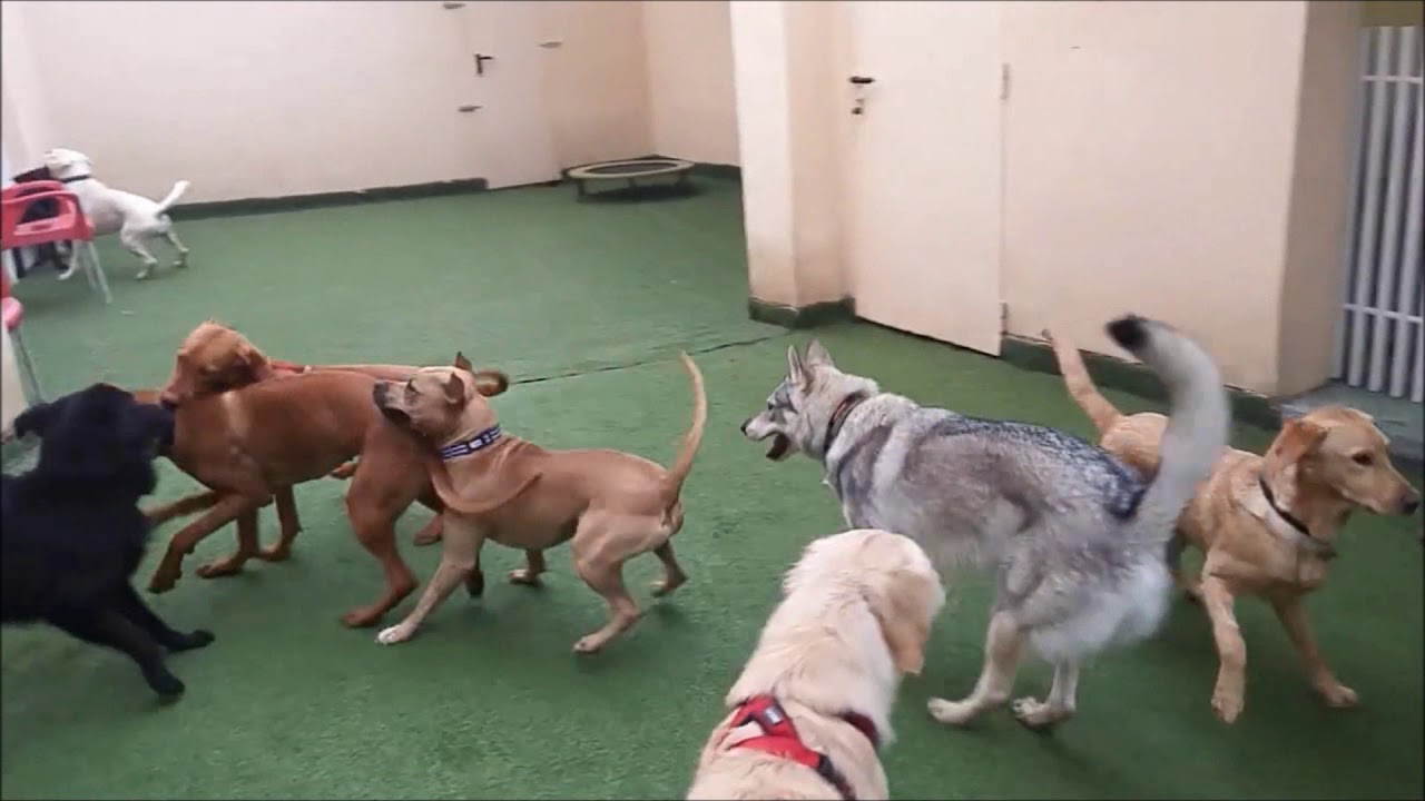 Asilo diurno per cani Happy Bau