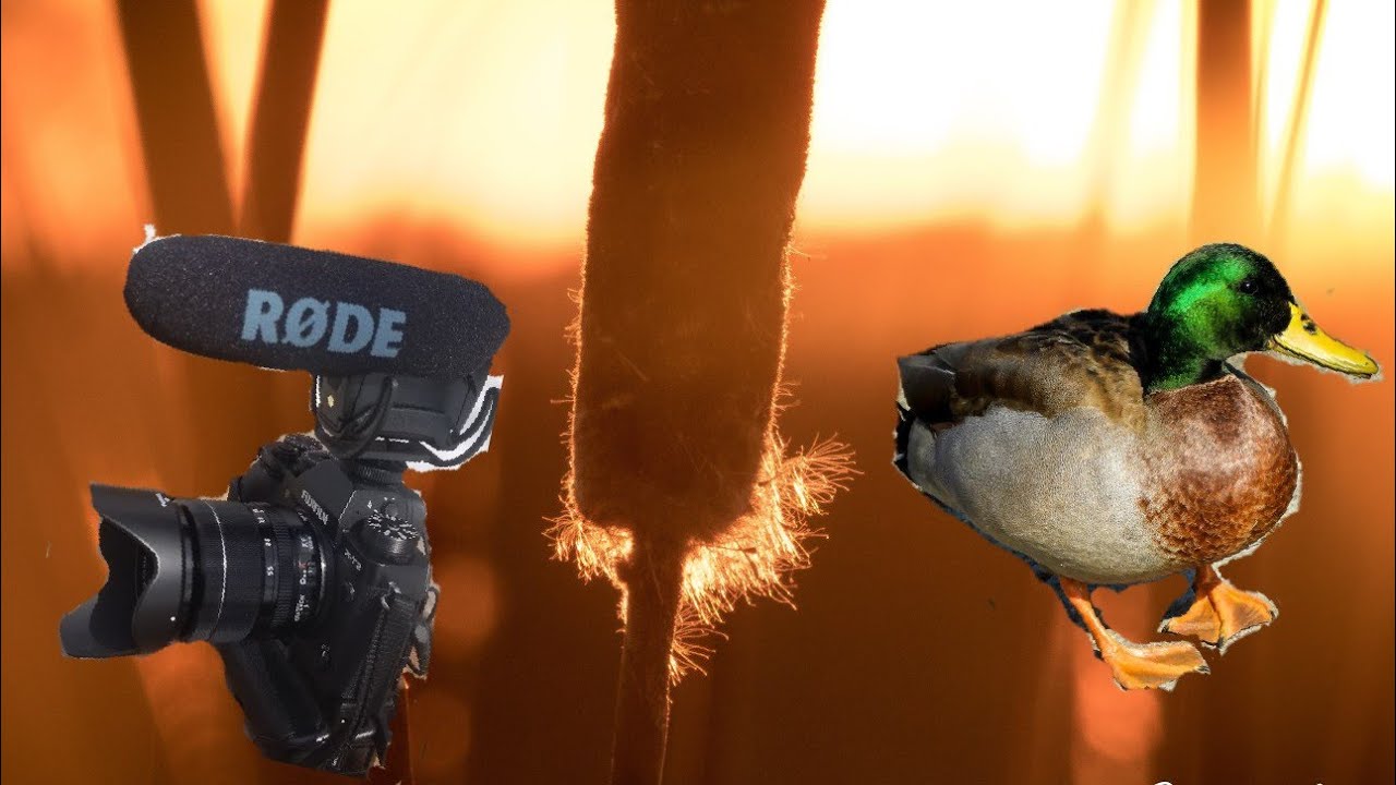 Rode VideoMic Pro Real World Audio Sound Test MAX SENSITIVITY SAMPLE