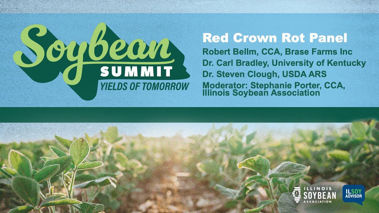 Red Crown Rot Panel