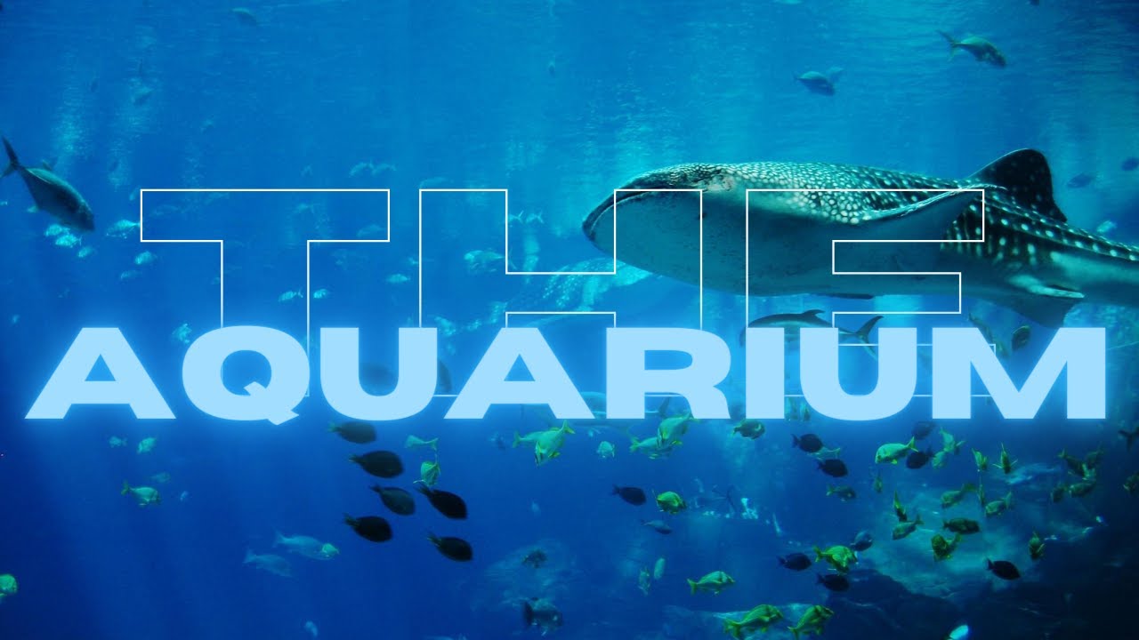 AQUARIUM - SHOW FINALE Magicland 2020 | Powered by Andrea Prince