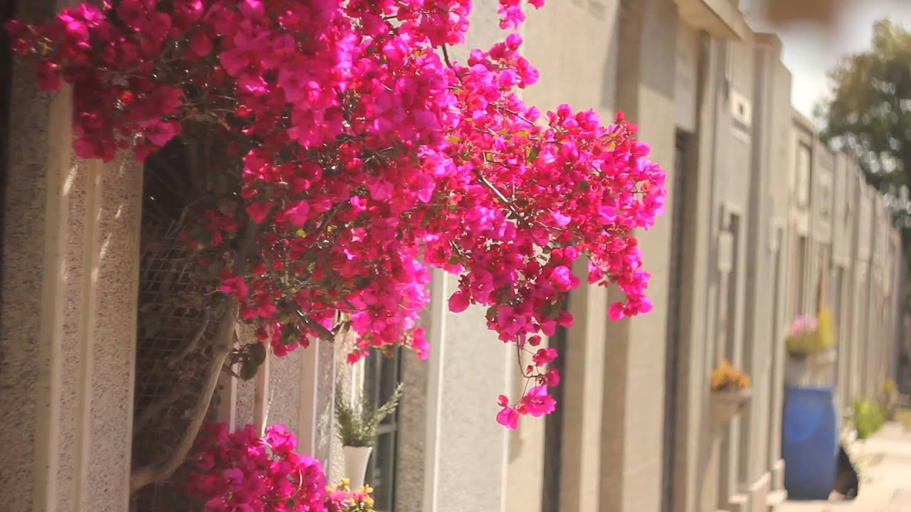 MINI-DOCUMENTAL 