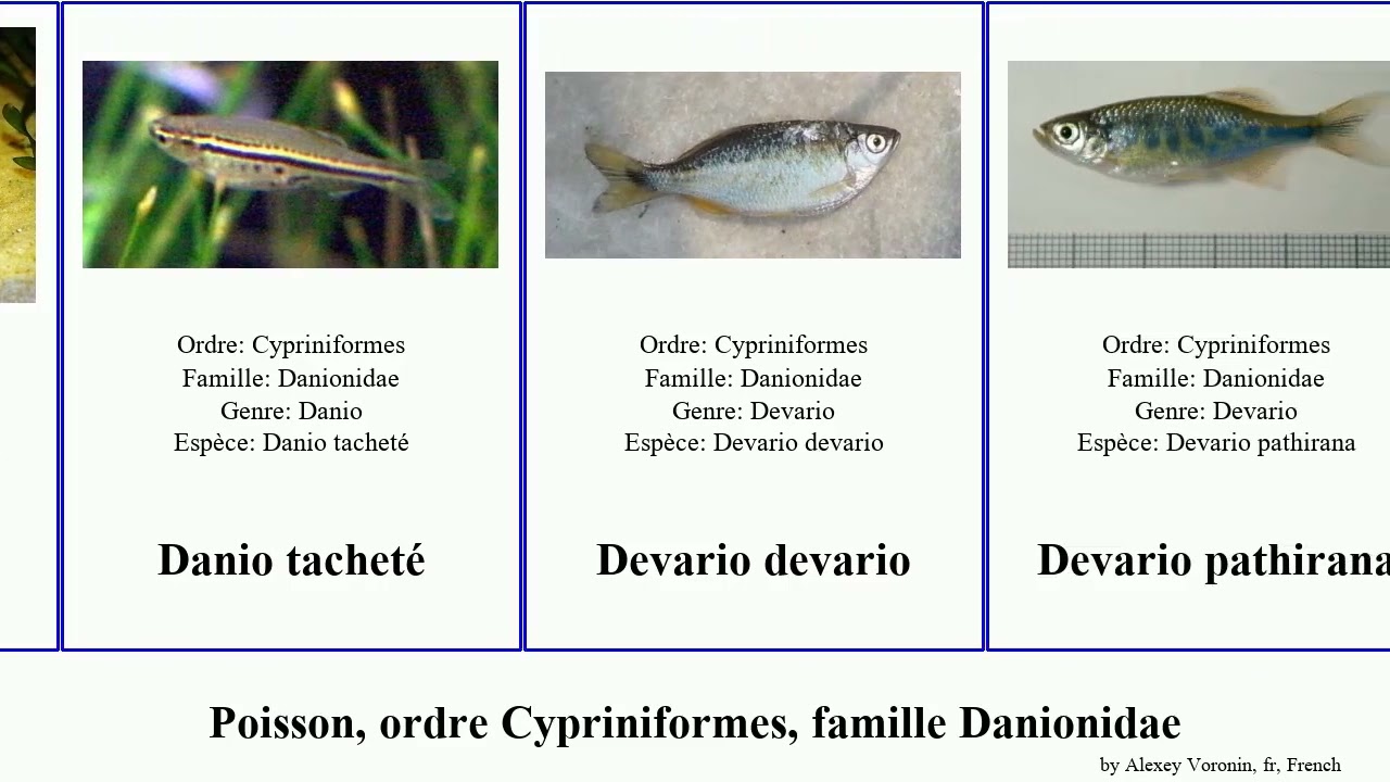 Poisson, ordre Cypriniformes, famille Danionidae fish bleu Devario Fuse z&egrave;bre Trigonopoma g&eacute;ant
