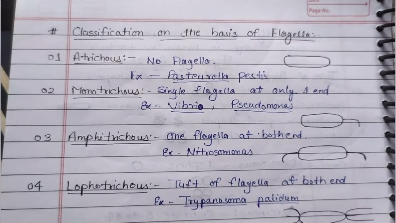 Types of Bacteria || MSc and Bsc Botany notes#handwrittennotes #botanynotes