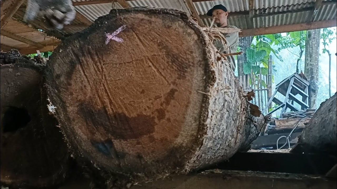 Unexpected and dangerous all in one || Amazing ideas in wood sawing 