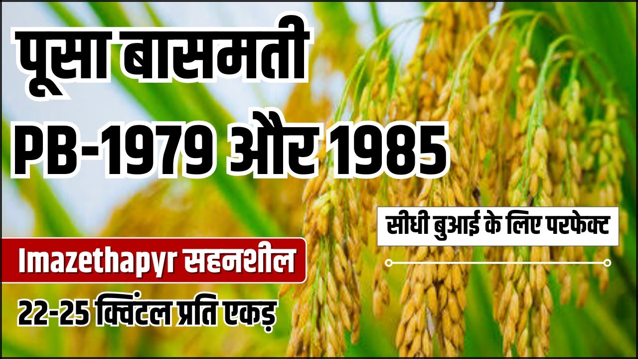 PB‑1979 vs PB‑1985 | Imazethapyr‑Resistant Basmati for Direct Sowing | धान की बासमती किस्में