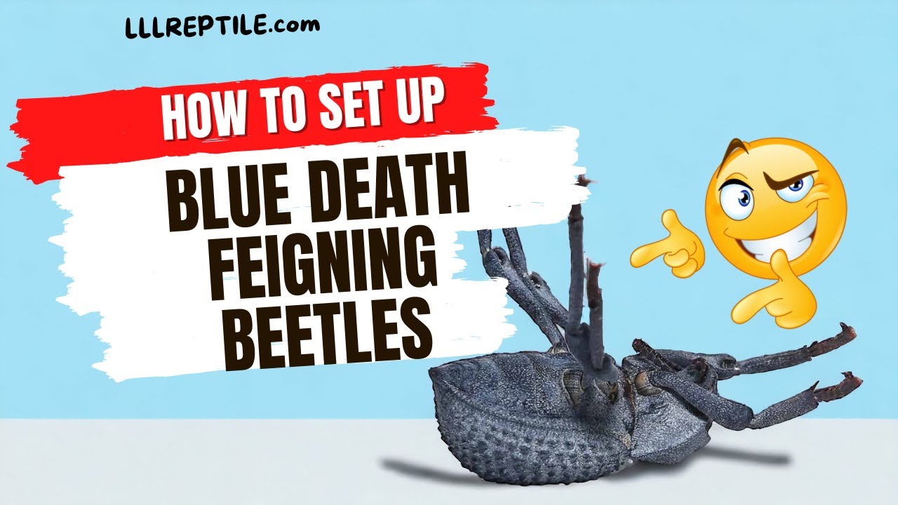 How to set up blue death feigning beetles