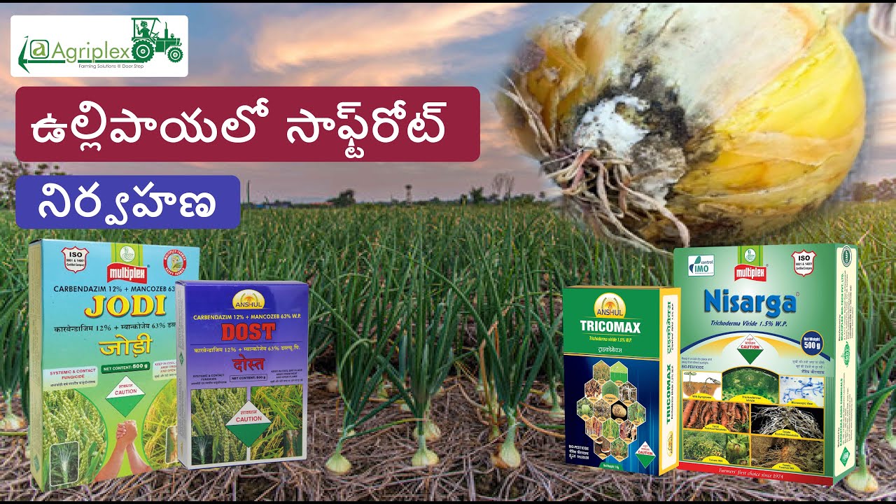 ఉల్లిపాయలో  సాఫ్ట్&zwnj;రోట్ నిర్వహణ ||Onion Basal Rot management |#onion_farming #Onion_Diseases #onion