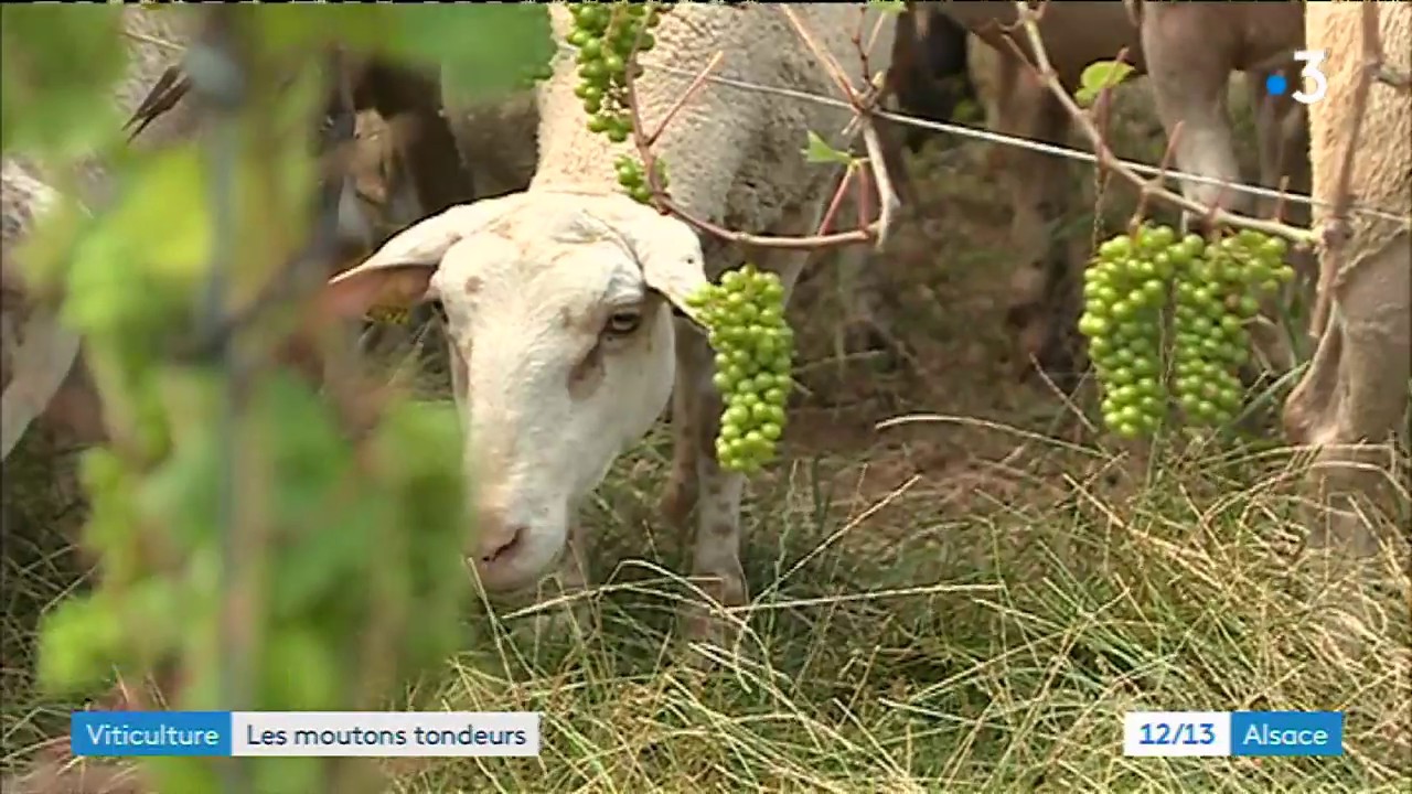 Un viticulteur recrute des moutons pour prendre soin des vignes, et ça marche plutôt bien