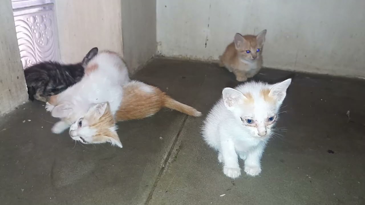 They are really love the little kittens are playing and waiting for mom feeds milk