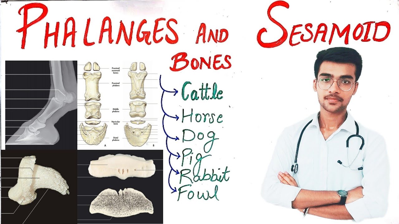 Phalanges || Cattle || Complete description || by Aniket tyagi