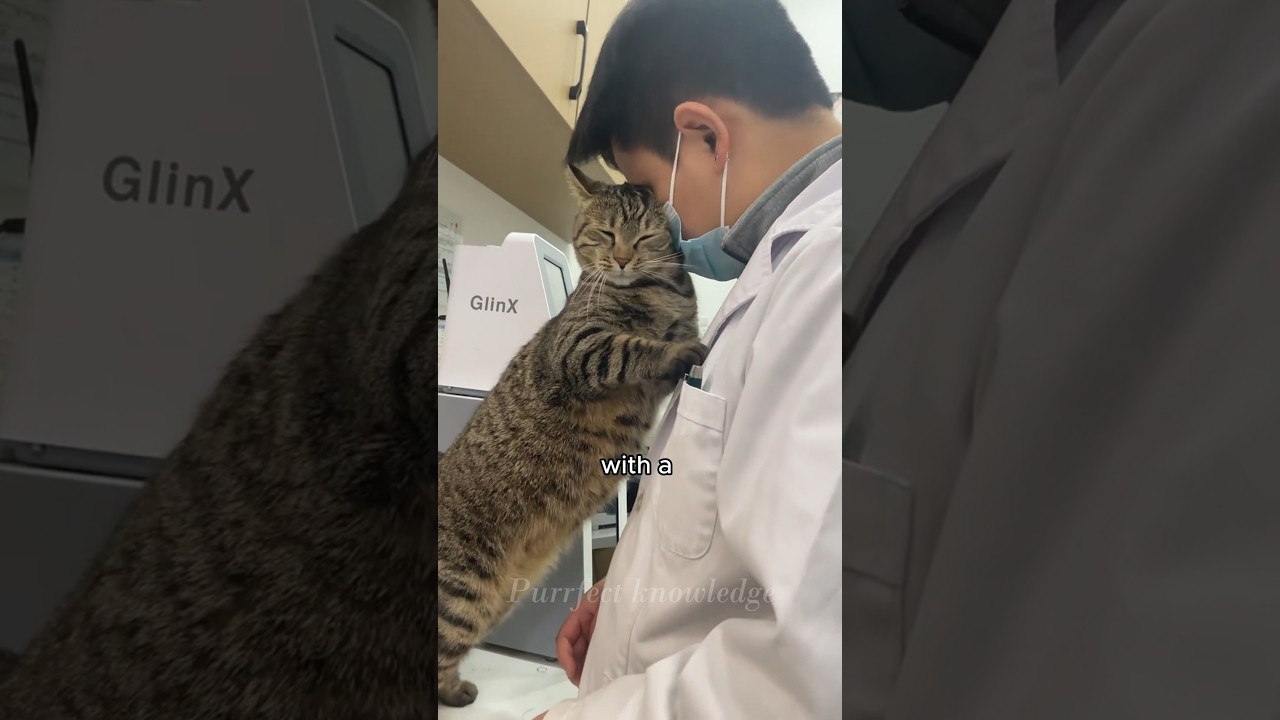 4 Ways to Show Love to Your Cat #CatFacts #CatAffection