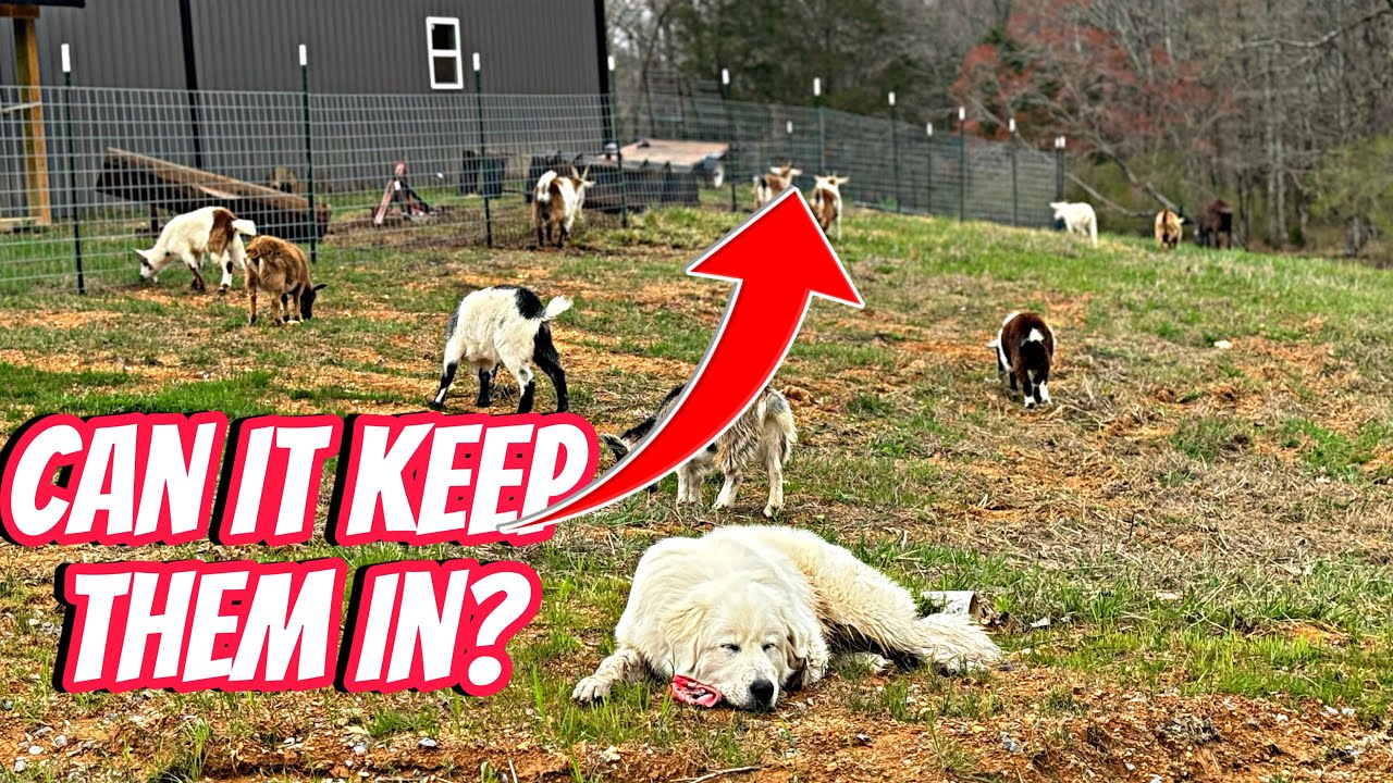 Trying to keep goats in, but what did it cost?