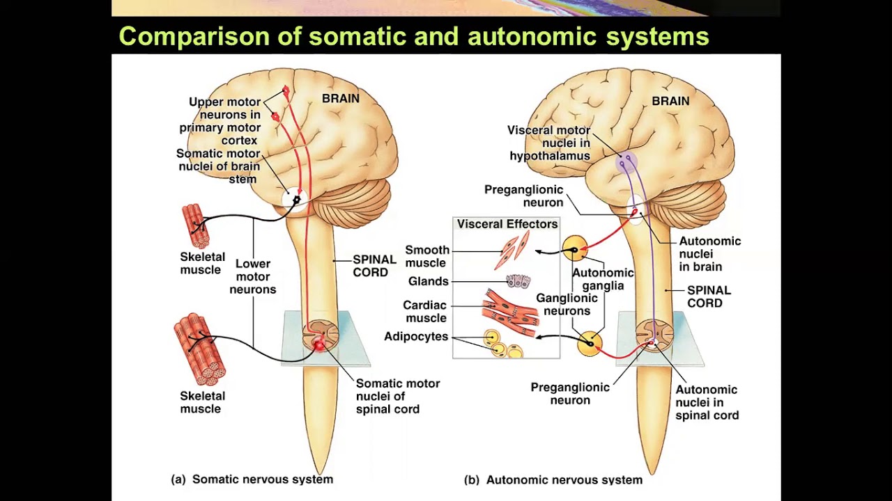 Introduction to Autonomic Nervous System Yüksel AYDAR