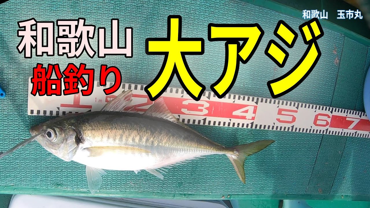 《和歌山・玉市丸 》🐟🐟和歌山もう一つの風物詩！クーラー満タン春の大アジ釣り2021 5 15春アジ釣り編