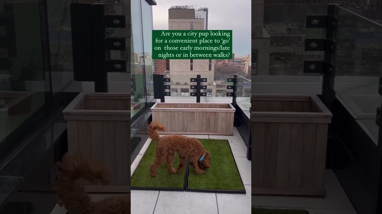 REAL Grass Patch Makes Dog Potty Easy for City Living