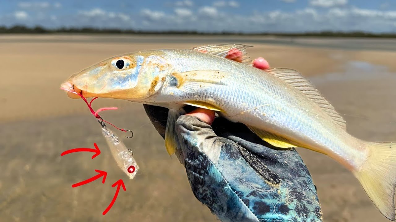 BIG boys out to PLAY! / whiting on lures and a big surprise!
