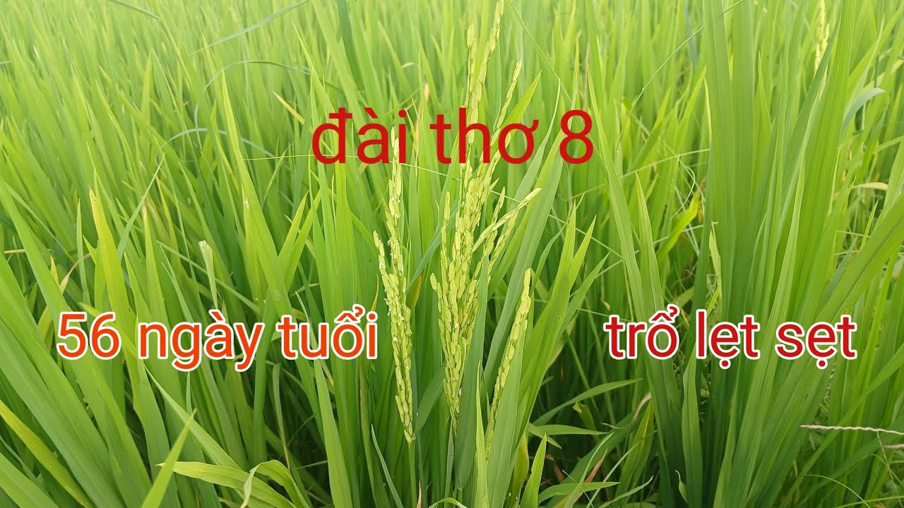 26 tháng 1, 2026