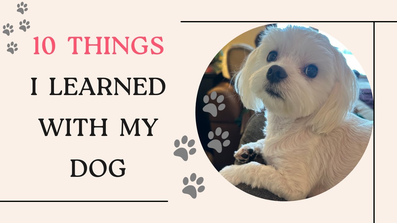 10 THINGS THAT I LEARNED WITH MY DOG/ MY MALTESE DOG DIED/ HOW TO DEAL WITH THE LOSS OF A PET
