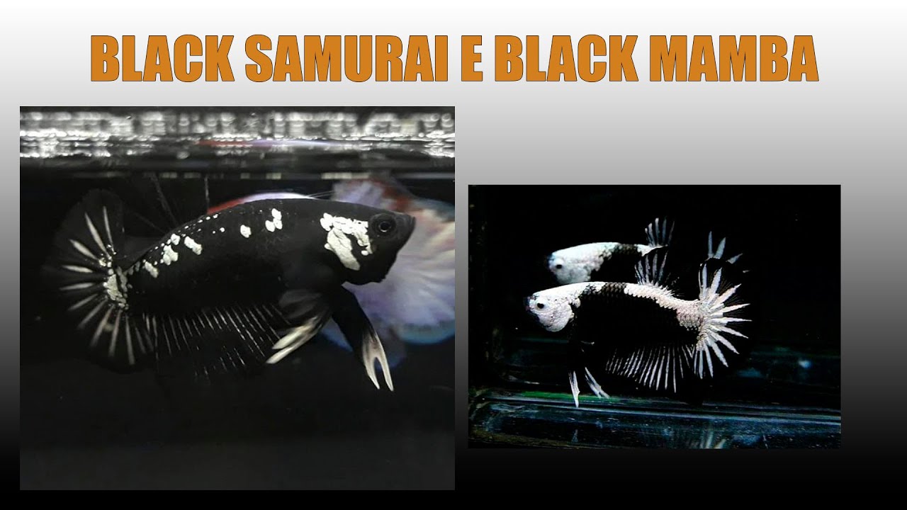 Peixe Betta - Black Samurai e Black Mamba