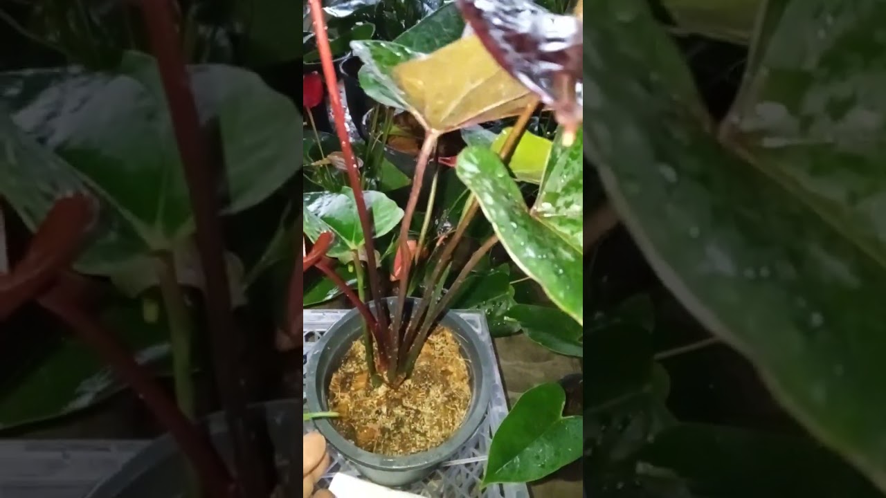 17  වන සහ 18 වන පැකේජය 