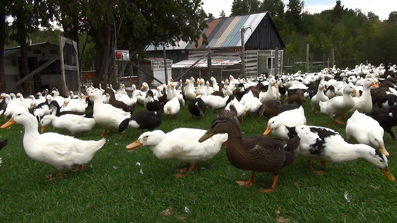 In A Rush To Eat Grass... 700+ Ducks & Geese Morning Rush #4