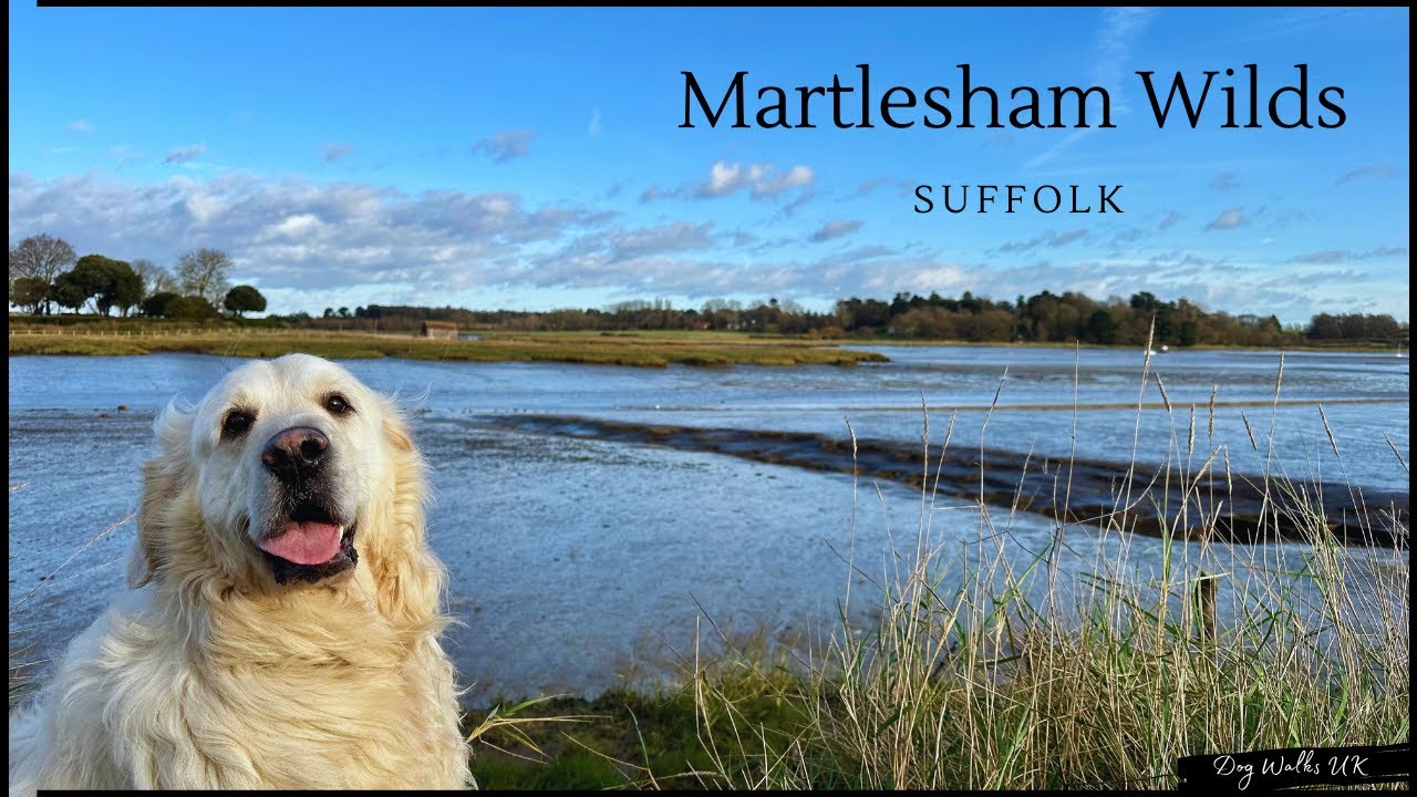 Martlesham Wilds｜Suffolk｜UK｜Virtual Walk｜Dog Walking Route｜4K