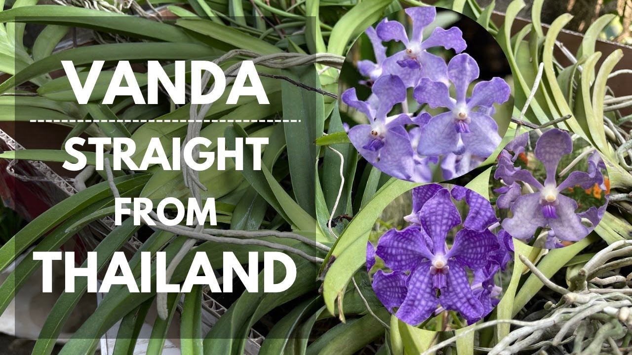 BUMILI NG VANDA ORCHIDS STRAIGHT FROM THAILAND, HOW? | Mikel Awitan
