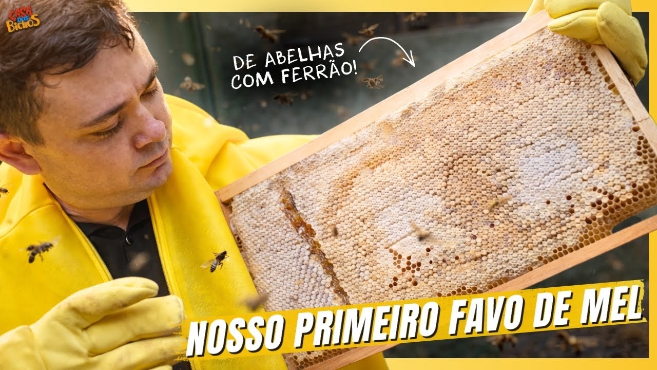 😨🐝 ACHAMOS QUE TINHA DADO TUDO ERRADO NA COLMEIA!