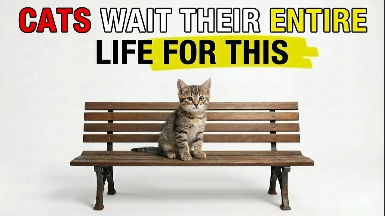 Your Cat Doesn't Want Toys | They Want This Instead