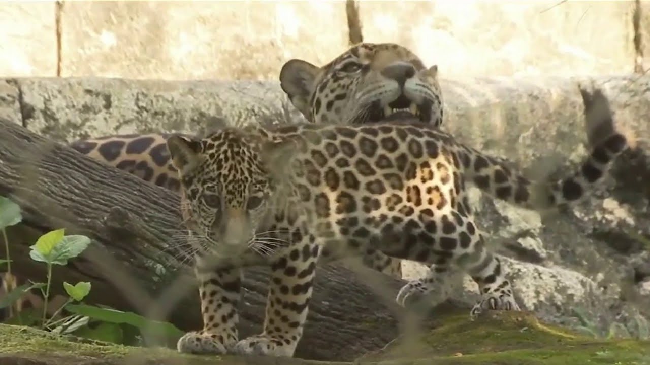 ExZooberation celebrates 110 years of Jacksonville Zoo