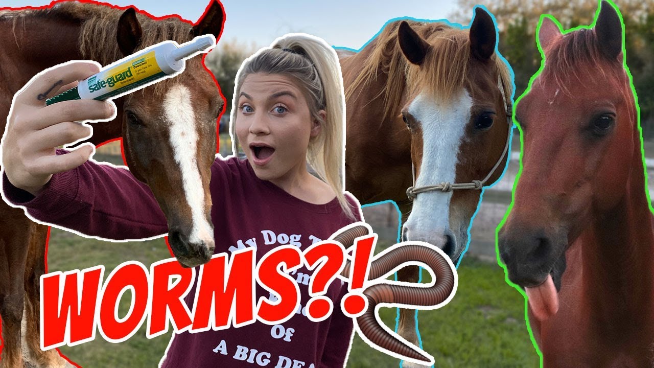 DE-WORMING ALL MY HORSES!