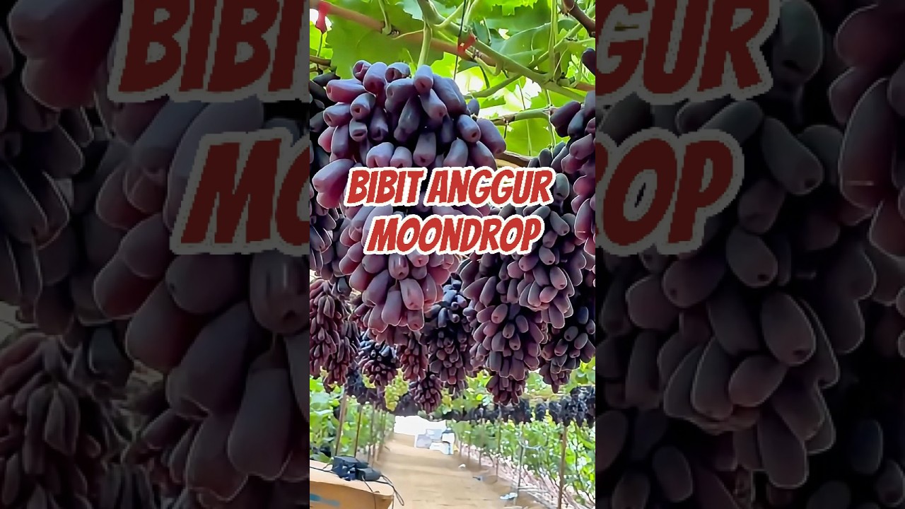 Bibit Anggur Moondrop #bibitanggur