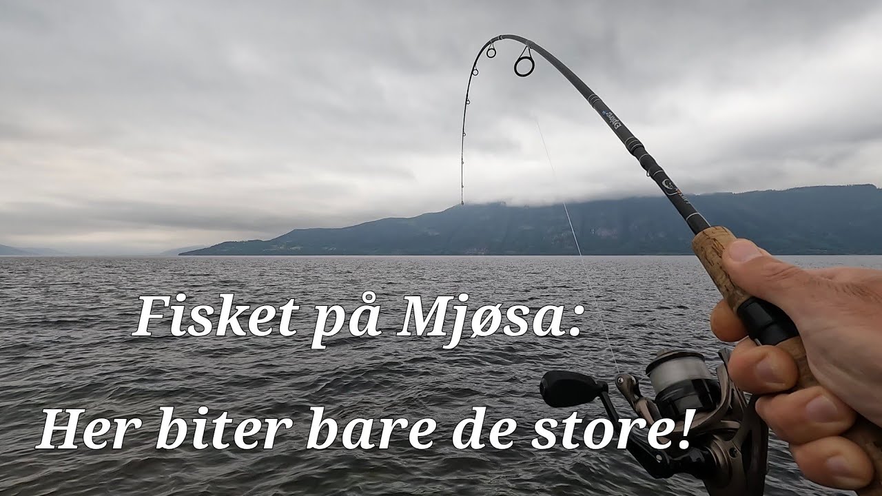 Bare stor fisk! Mjøsa leverer igjen!