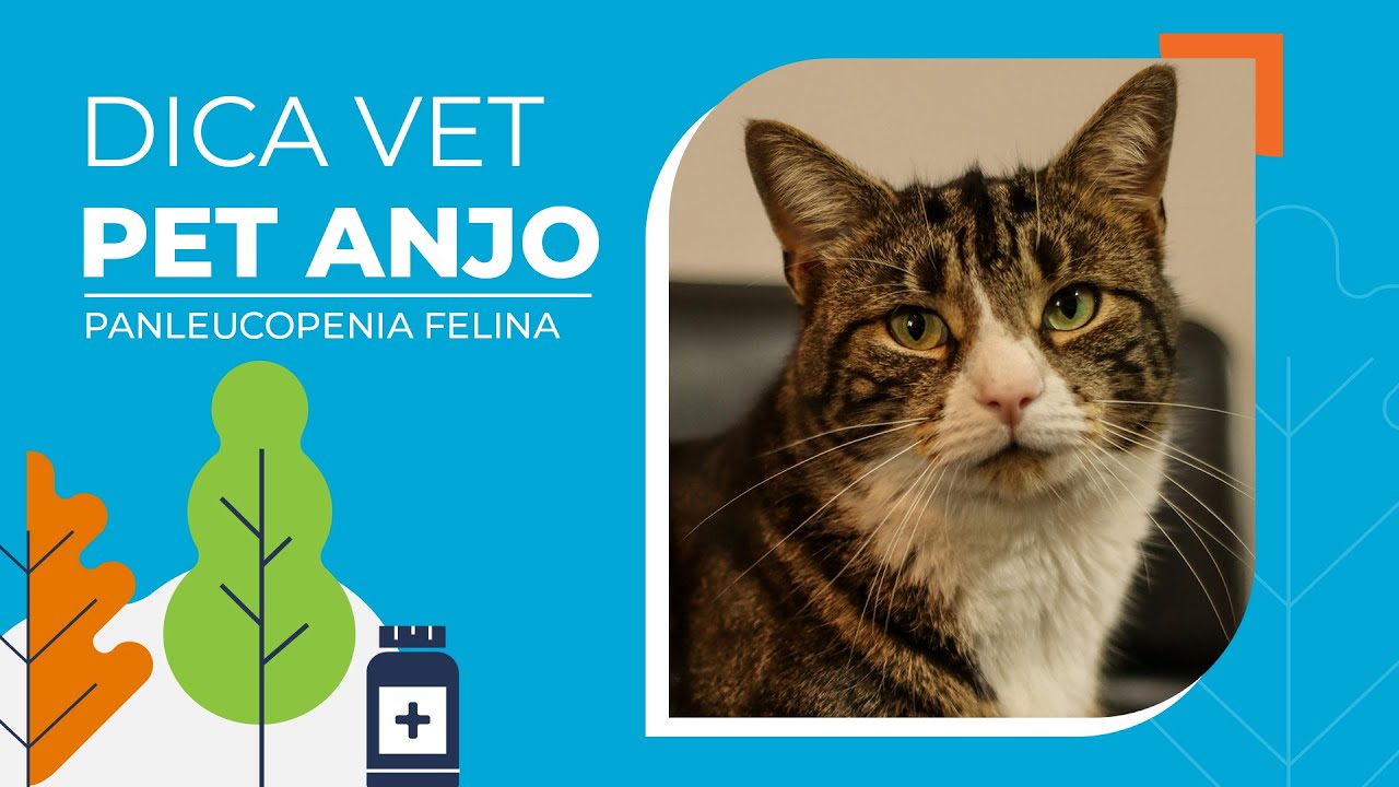 Panleucopenia Felina: Sintomas, Tratamento e Prevenção!