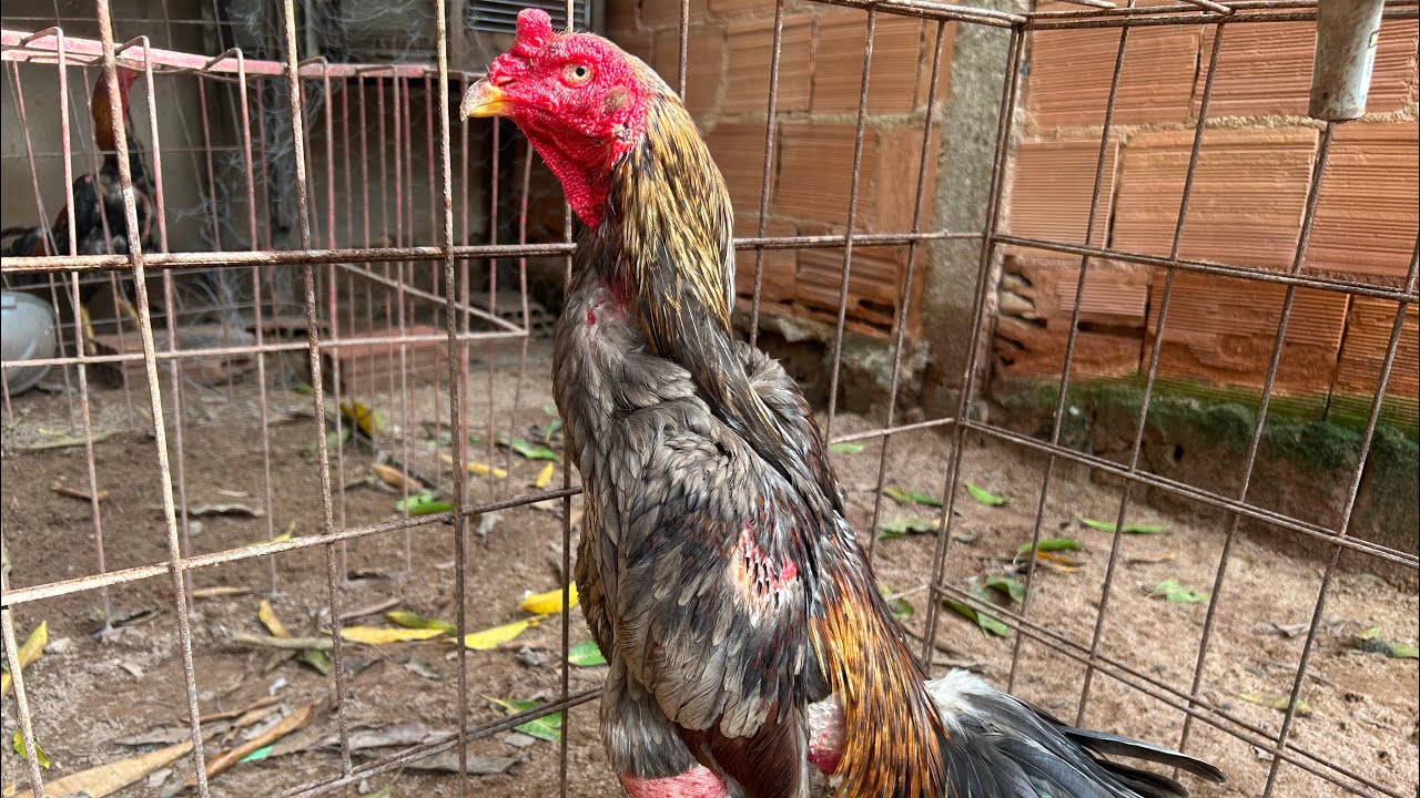 GALO PEGA ORDEM NO PASSEADOR DESSE JEITO! 
