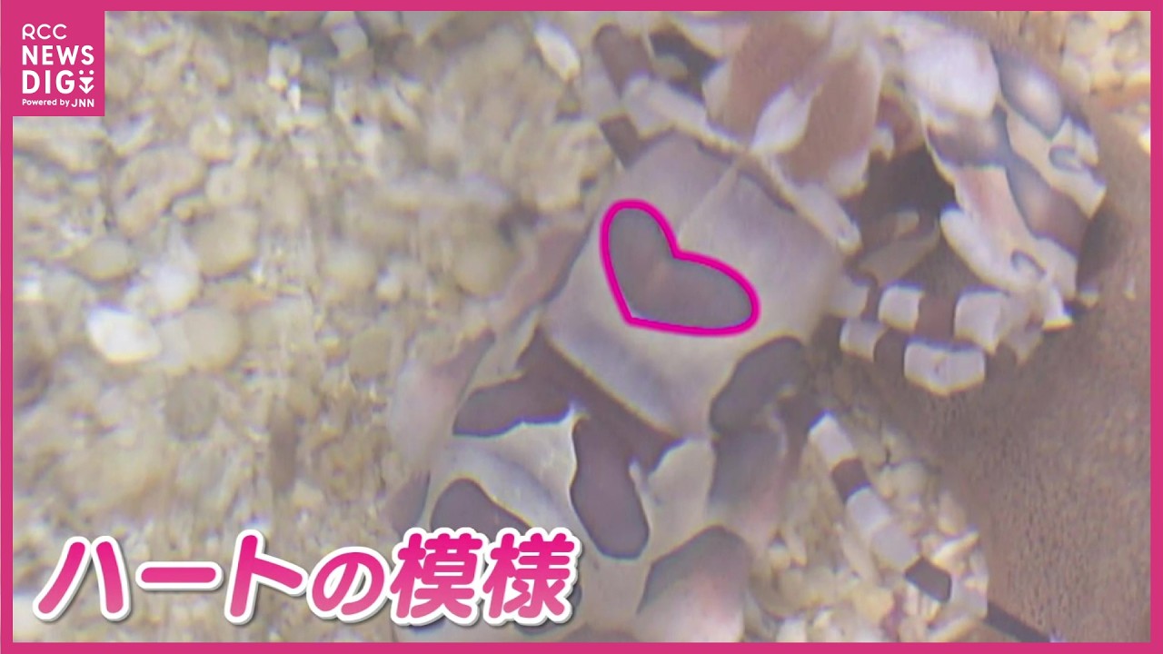 【バレンタインにぴったり】ハート模様の“フリソデエビ”企画展示　限定の魚朱印販売　広島もとまち水族館