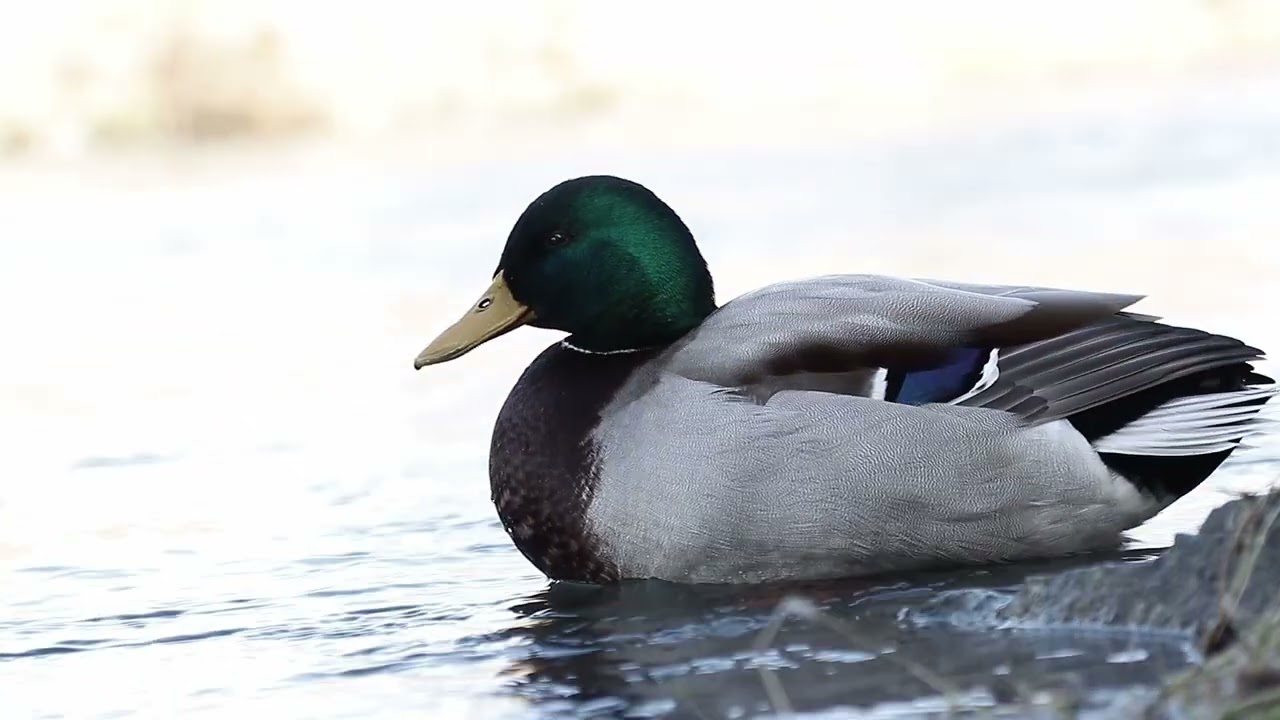 Kačenky na břehu bečvy