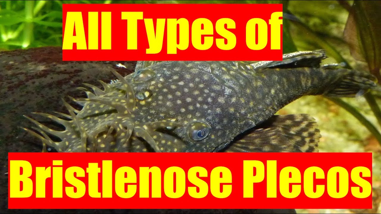 Different Types of Bristlenose Plecos | Bristlenose Pleco Identification