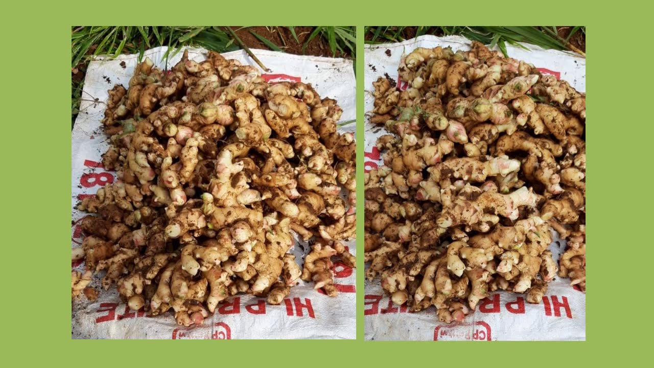 Harga Jahe Gajah di Pasar Induk